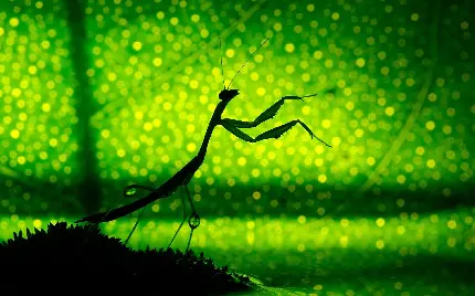 تصویر هنری حشره آخوندک با تم پر زرق و برق سبز رنگ