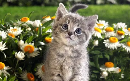 نمای full hd از گربه طوسی کیوت در دشت گل بهاری