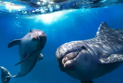 عکس با کیفیت دلفین های زیبا در حال شنا کردن و بازی کردن