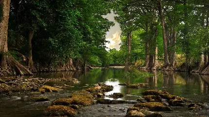 چشم انداز بکر رودخانه درون جنگل سبز با کیفیت HD 