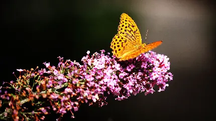 عکس پروانه واقعی روی گل با کیفیت 4k