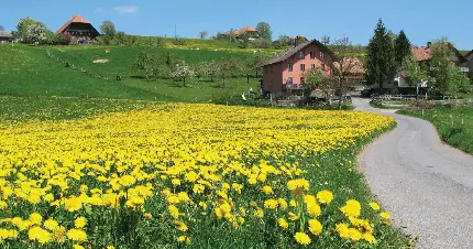 والپیپر گلهای بهاری طبیعت سوئیس