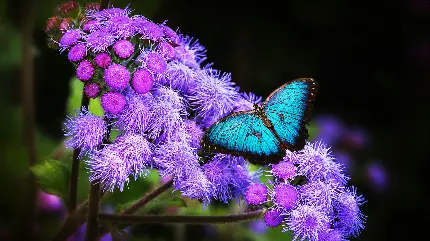 دانلود پس زمینه گل های بنفش عجیب و غریب و پروانه آبی 