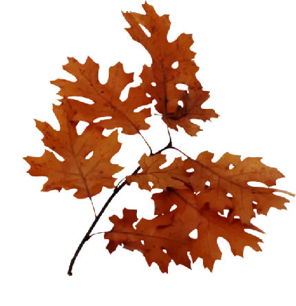 دانلود PNG قشنگ برگ پاییزی بلوط به رنگ نارنجی