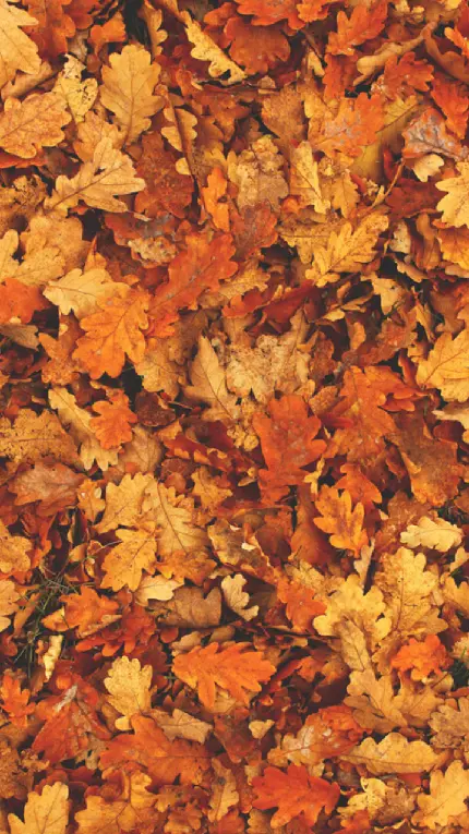 والپیپر و تصویر زمینه برگ های پاییزی برای انواع گوشی موبایل