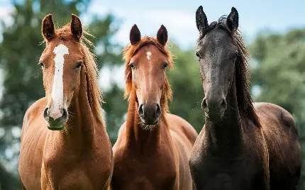 دانلود تصویر استوک اسب Horse Stock Photos