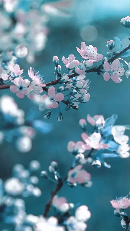 والپیپر شکوفه بهار با کیفیت بالا 