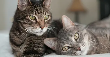 عکس گربه کیوت فانتزی