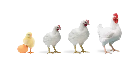 چاپ تخت شاسی  دانلود بهترین PNG بدون زمینه از رشد جوجه خروس