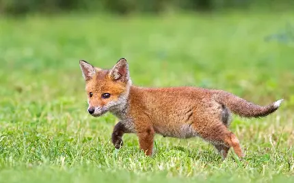 عکس جالب بچه روباه در حال دویدن در باغ و چمن