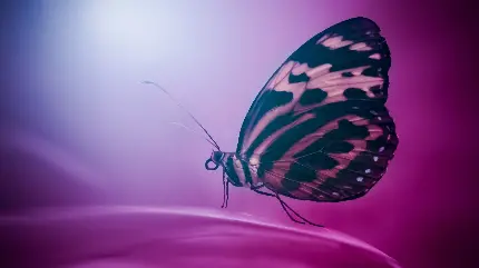 تصویر پروانه بنفش از نزدیک واقعی 