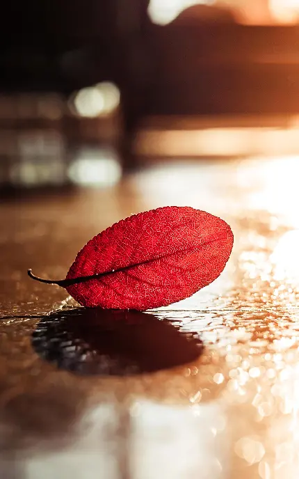 والپیپر تک برگ پاییزی برای موبایل زیبا و باکیفیت