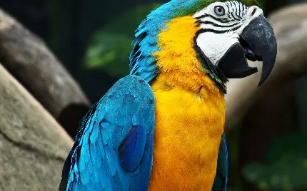 تصویر باکیفیت طوطی Macaw آبی طلایی با صورت جالب برای چاپ