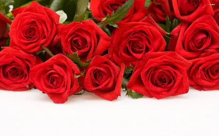 عکس گل رز قرمز خوشگل با زمینه سفید برای پاورپوینت