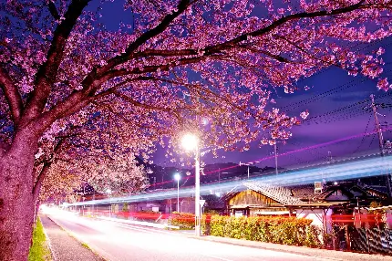 دانلود عکس های فصل بهار در شب های رویایی و زیبا با کیفیت HD