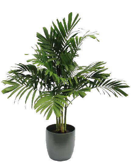 چاپ پوستر عکس گیاهان آپارتمانی نخل اریکا PNG دور بریده شده