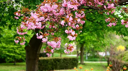 دانلود تصویر زمینه شکوفه بهاری HD صورتی در فضای سبز پارک