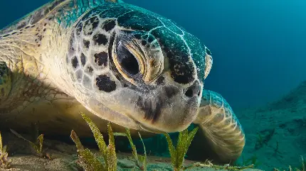 تصویر و عکس لاک پشت بزرگ دریایی از نمایی نزدیک