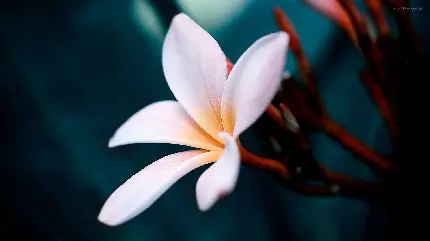 عکس هنری دوست داشتنی گل زیبا پلومریا برای پروفایل