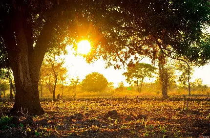 عکس زمینه طلوع خورشید در فصل زیبای بهاری