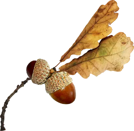 عکس دو میوه جذاب بلوط با برگ های خشک پاییزی