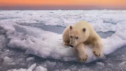 والپیپر و تصویر زمینه خرس قطبی برای کامپیوتر