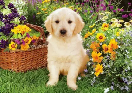 عکس 8k سگ پشمالوی کوچولو در طبیعت گل گلی بهار