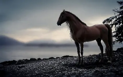 عکس اسب فانتزی و خیالی در طبیعت واقعی با کیفیت خوب
