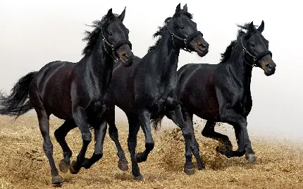 عکس استوک اسب های سیاه وحشی و قدرتمند با کیفیت بالا