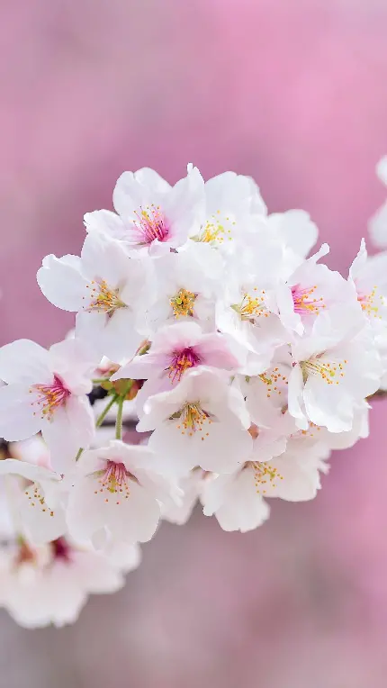 عکس شکوفه های سفید بهاری 
