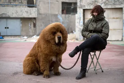 تصویر بزرگ ترین سگ پشمالو قهوه‌ای در ابعاد انسان 