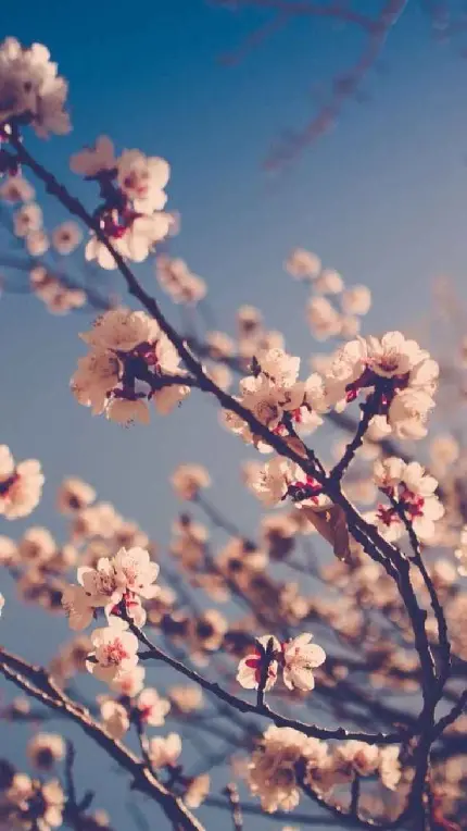 عکس رویایی شکوفه های فصل بهار مناسب Wallpaper موبایل 