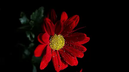 زیباترین عکس گل قرمز 2023 با تنوع رنگ و مدل مختلف و بک گراند مشکی