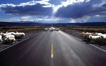 تصویر درخشان 4k از گوسفندان در حال عبور از جاده زیبا