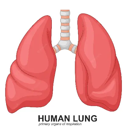 دانلود عکس دستگاه تنفسی انسان با کیفیت بالا