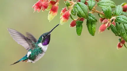 معروف ترین عکس پرنده و گل برای زمینه صفحه دسکتاپ