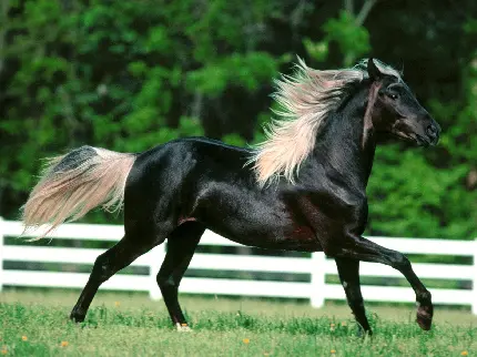 دانلود عکس اسب سیاه مسابقه ای با بدن زیبا و براق خیره کننده