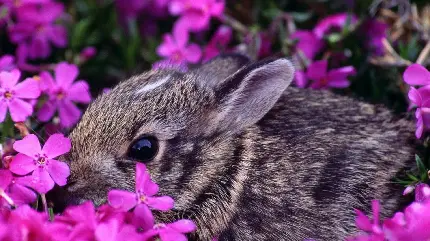 تصویر خرگوش خاکستری زیبا میان دشت گل صورتی