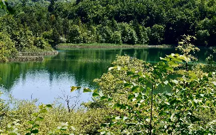 عکس یک دریاچه رویایی و زیبا در وسط جنگل سر سبز