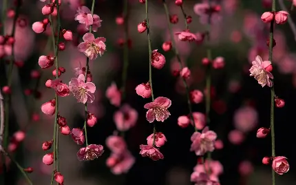 وااپیپر شکوفه بهاری درختان 4K