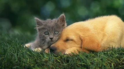 عکس توله سگ و بچه گربه در بغل هم