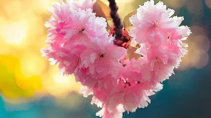 عکس بهاری عاشقانه طرح شکوفه های صورتی قلب شکل
