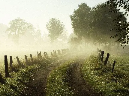 عکس یک صبح بهاری در یک جاده سر سبز و رویایی