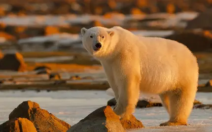 عکس ناب و دیدنی از خرس قطبی برای تصویر زمینه
