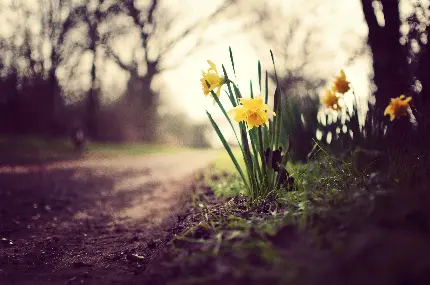 عکس گل نرگس زرد زیبا در طبیعت بهاری امیدوارکننده