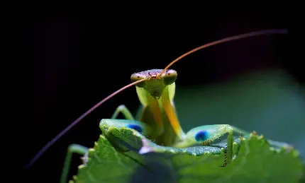 چاپ پوستر جدید ترین تصویر زمینه حشره زیبای Mantis برای کامپیوتر 