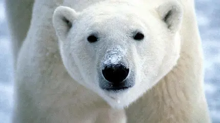 تصویر خرس قطبی با کیفیت بالا برای روز جهانی خرس قطبی