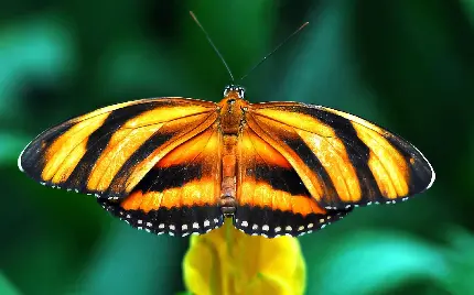 دانلود عکس استوک پروانه با کیفیت بالا 