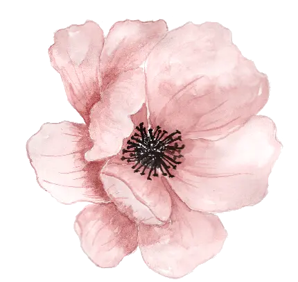 تصویر PNG از گل صورتی و بدون پس زمینه با کیفیت hd