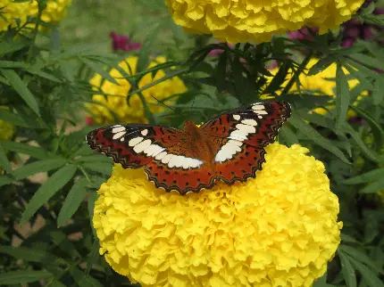 تصویر زمینه پروانه بر روی گل زرد فول اچ دی
